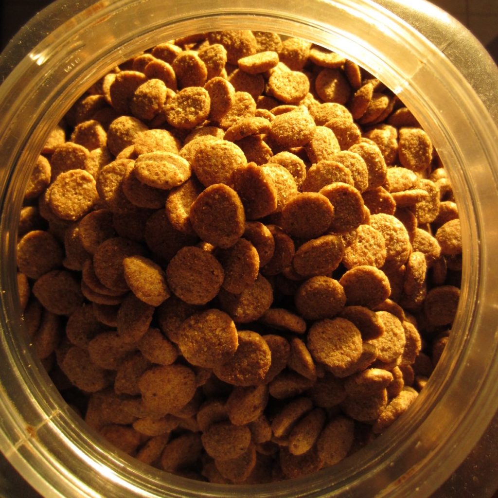 Foto: Abby flat-coat