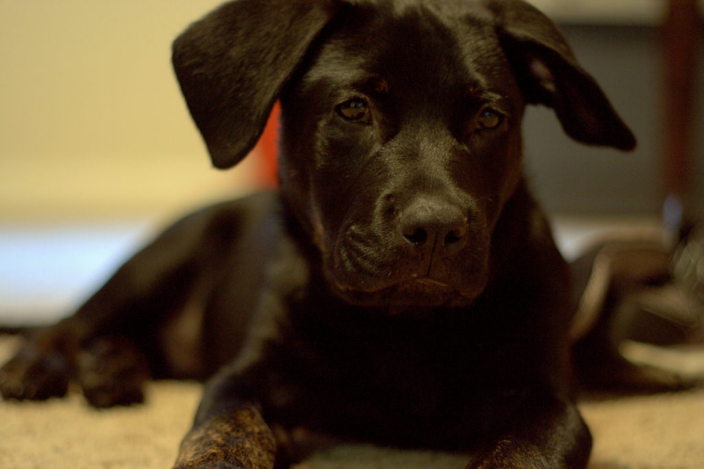 Photo credit: rudresh_calls / Foter / CC BY