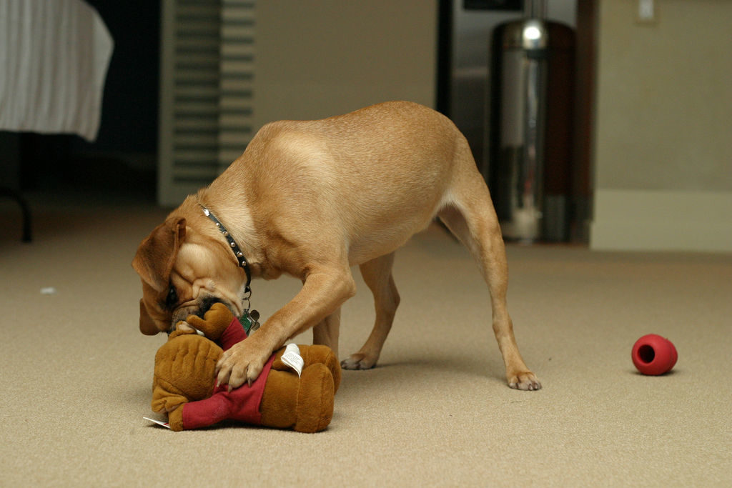 foto: dansays / Foter / CC BY-NC-SA