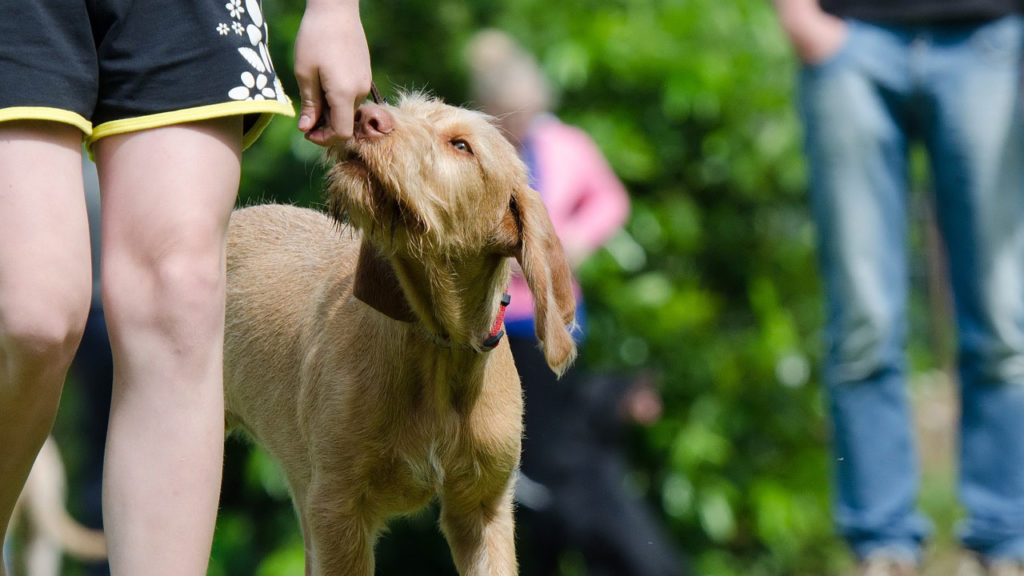 dog-school-672719_1280_