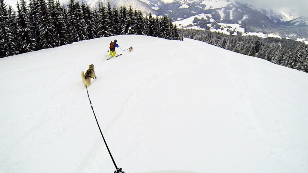 foto Adventure Dogs