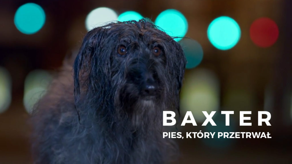 foto https://www.bluecross.org.uk/baxter