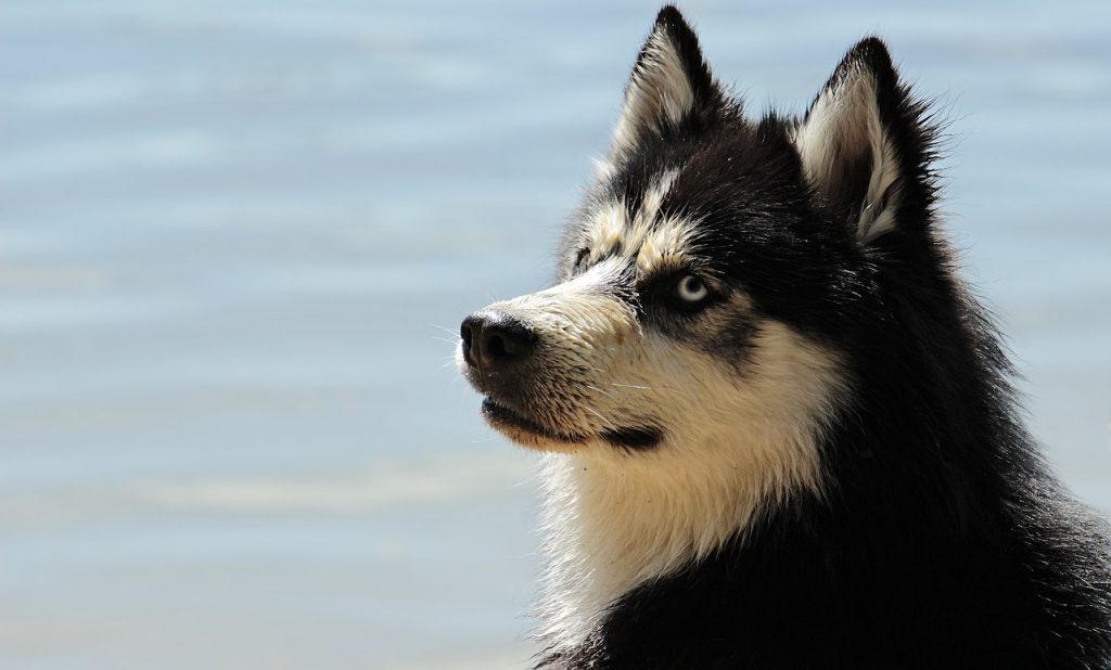 husky-Karma z owadów ratunkiem dla uczulonych psów