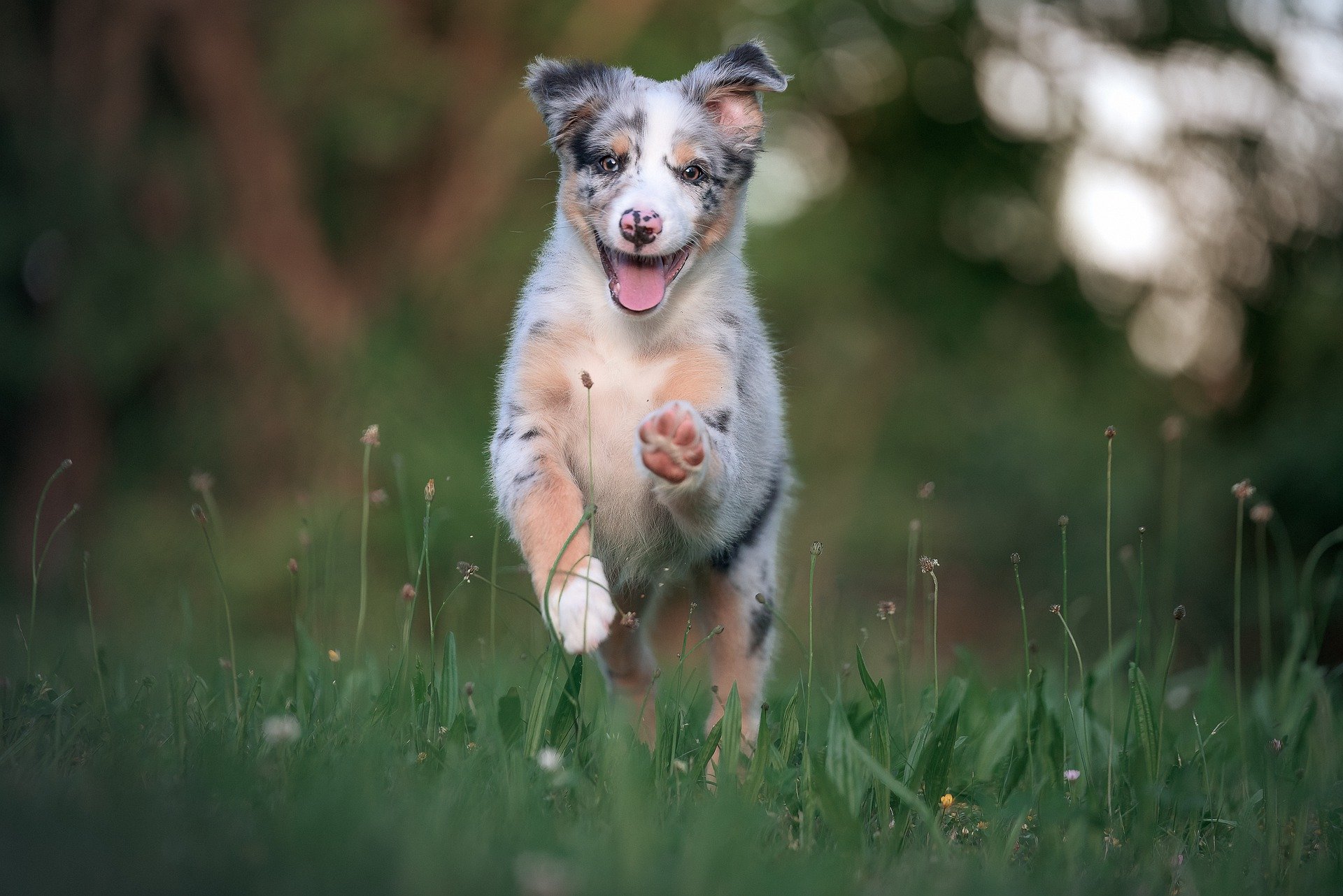 australian-shepherd-7664795_1920