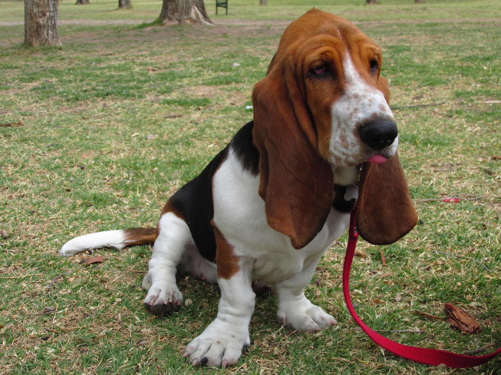basset hound
