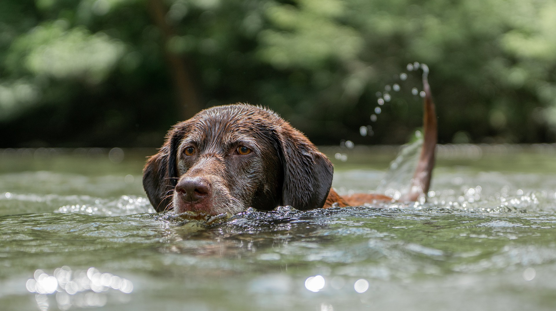 labrador czekoladowy