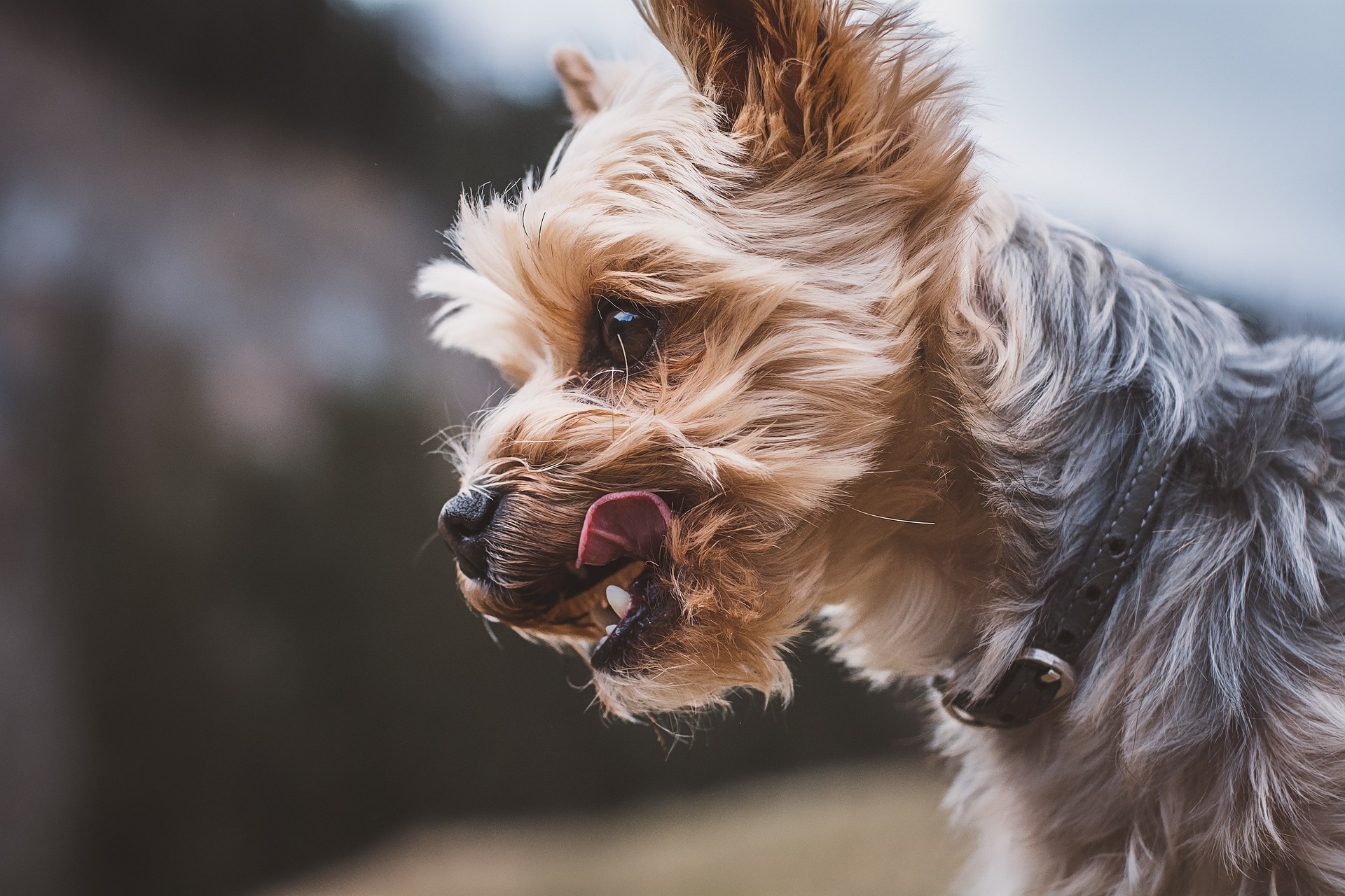 dog-4980080_1920