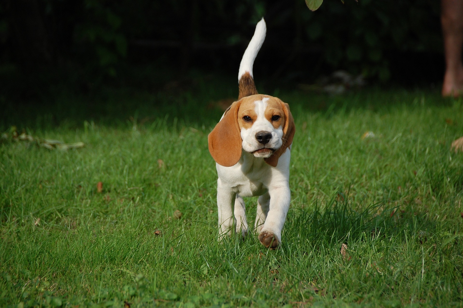 beagle