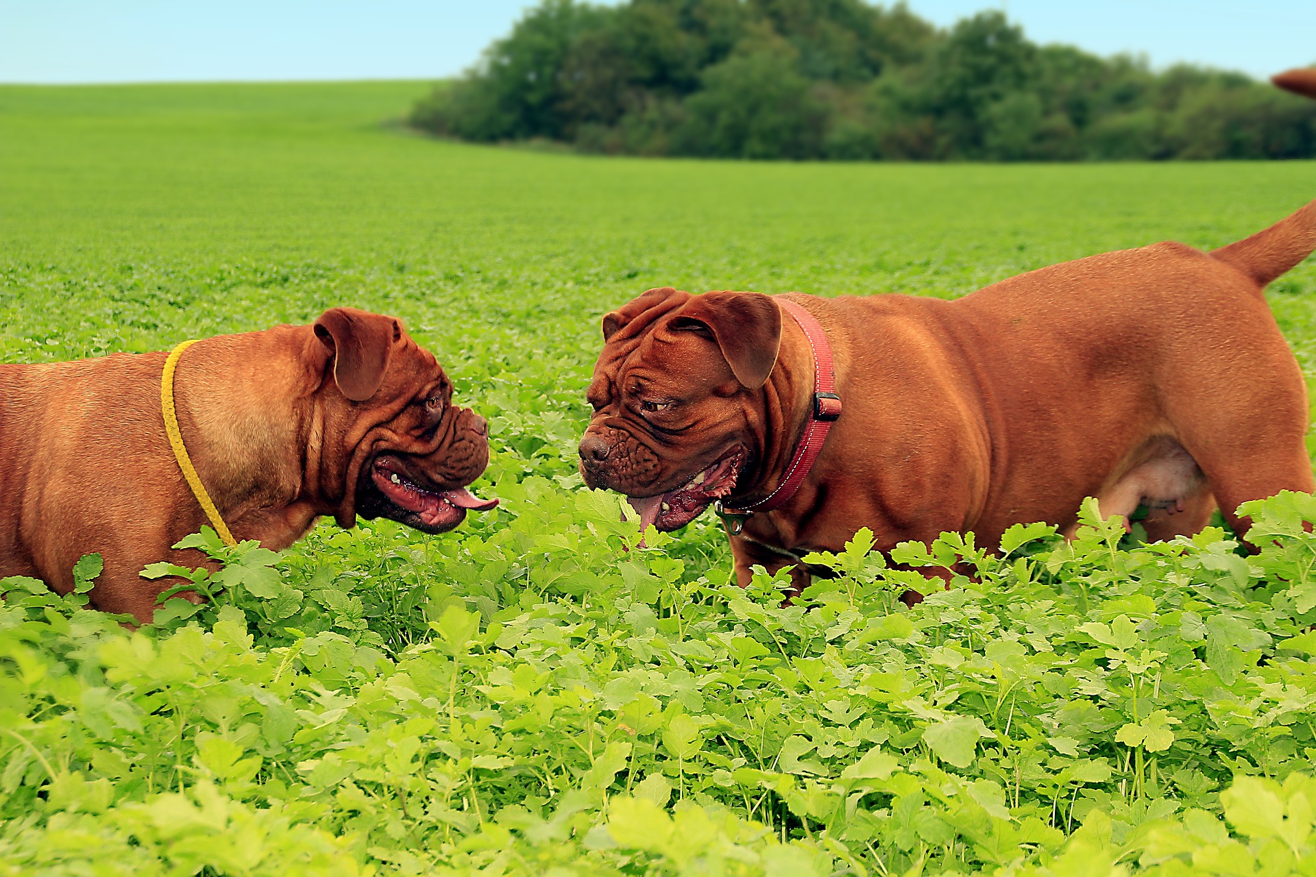dog-942872_1920