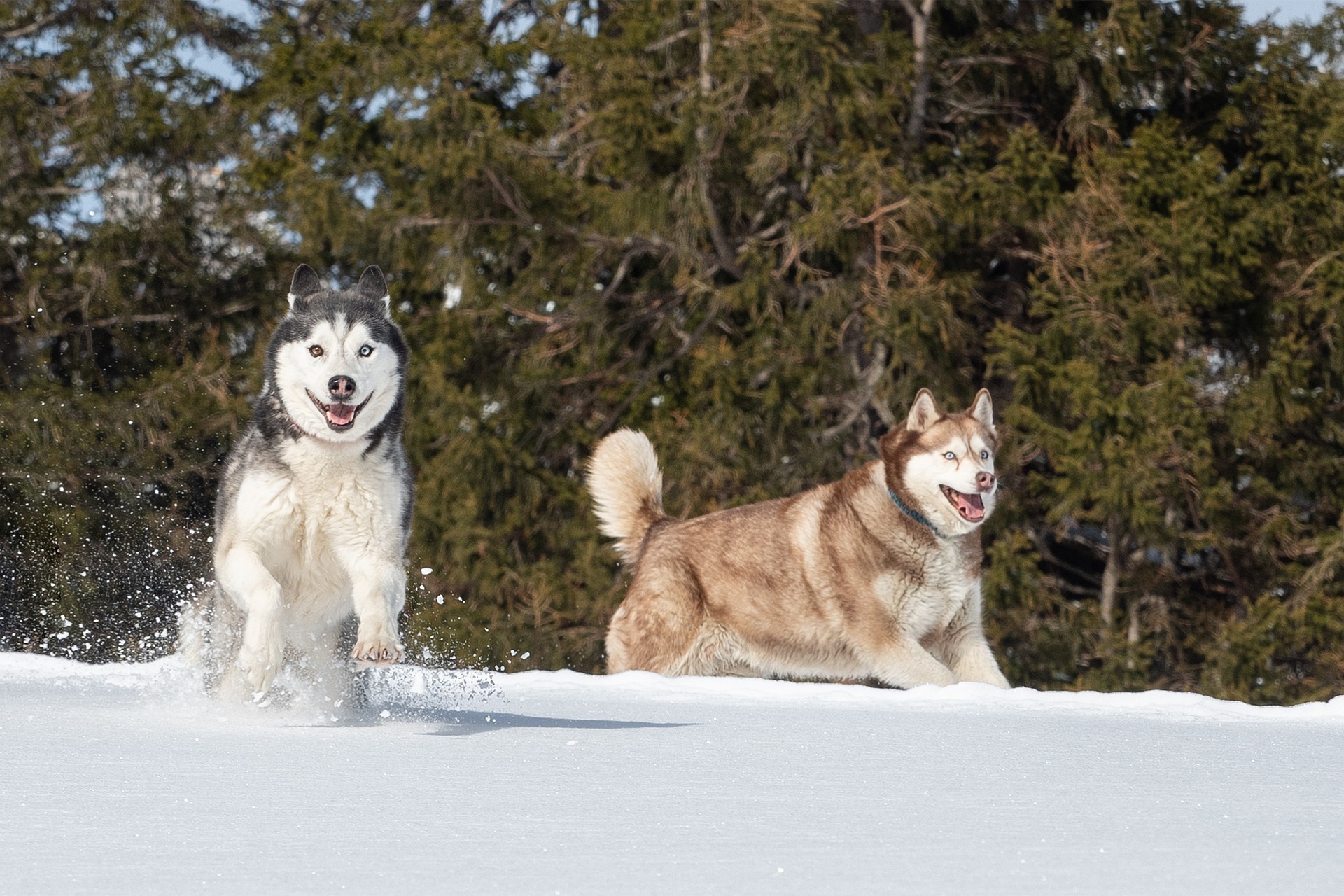 Siberian husky