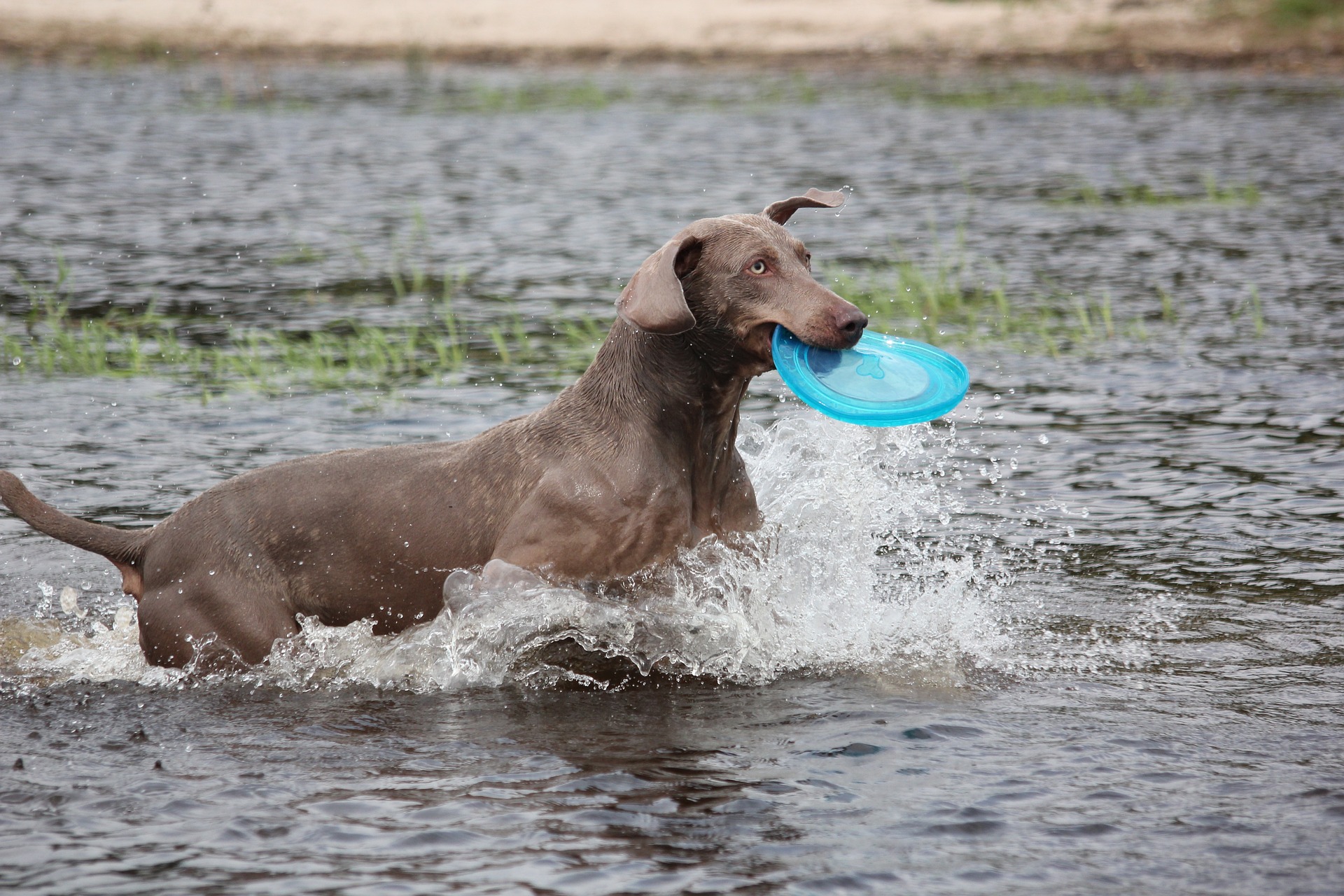 weimaraner-369166_1920