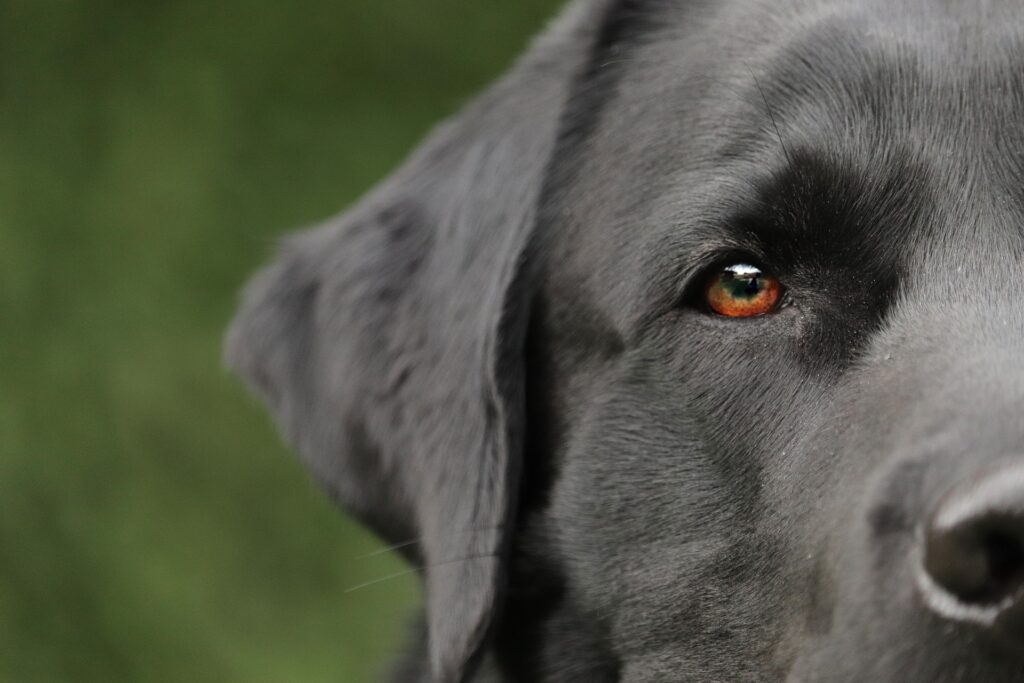 labrador